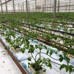 Odling hos Viklunda gård i bioenergi växthus