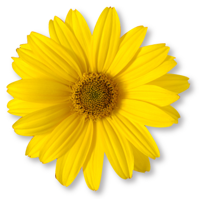 Gul blomma Daisy